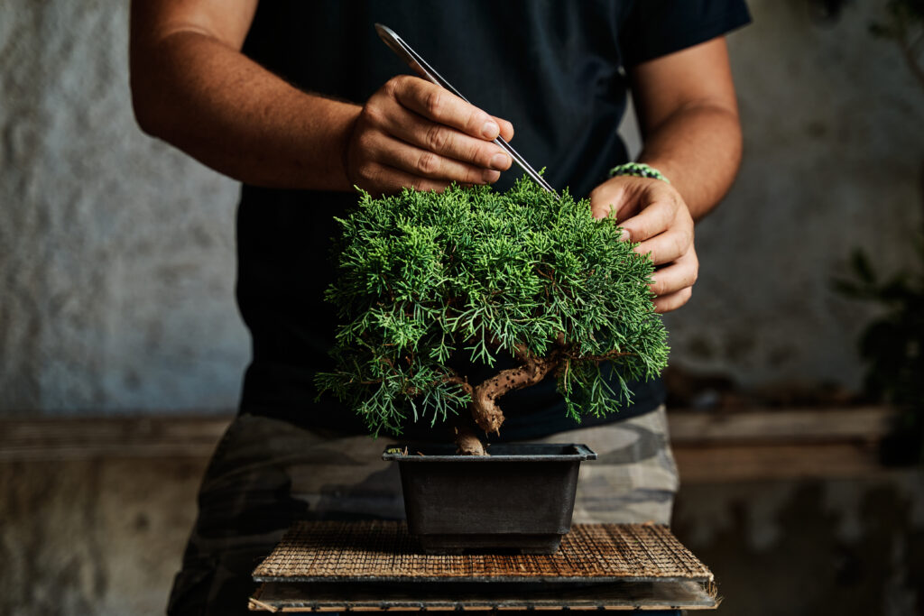 Hands carefully pruning a bonsai tree on a work table — deliberate constraint shaping growth into something more refined than unconstrained nature would produce.