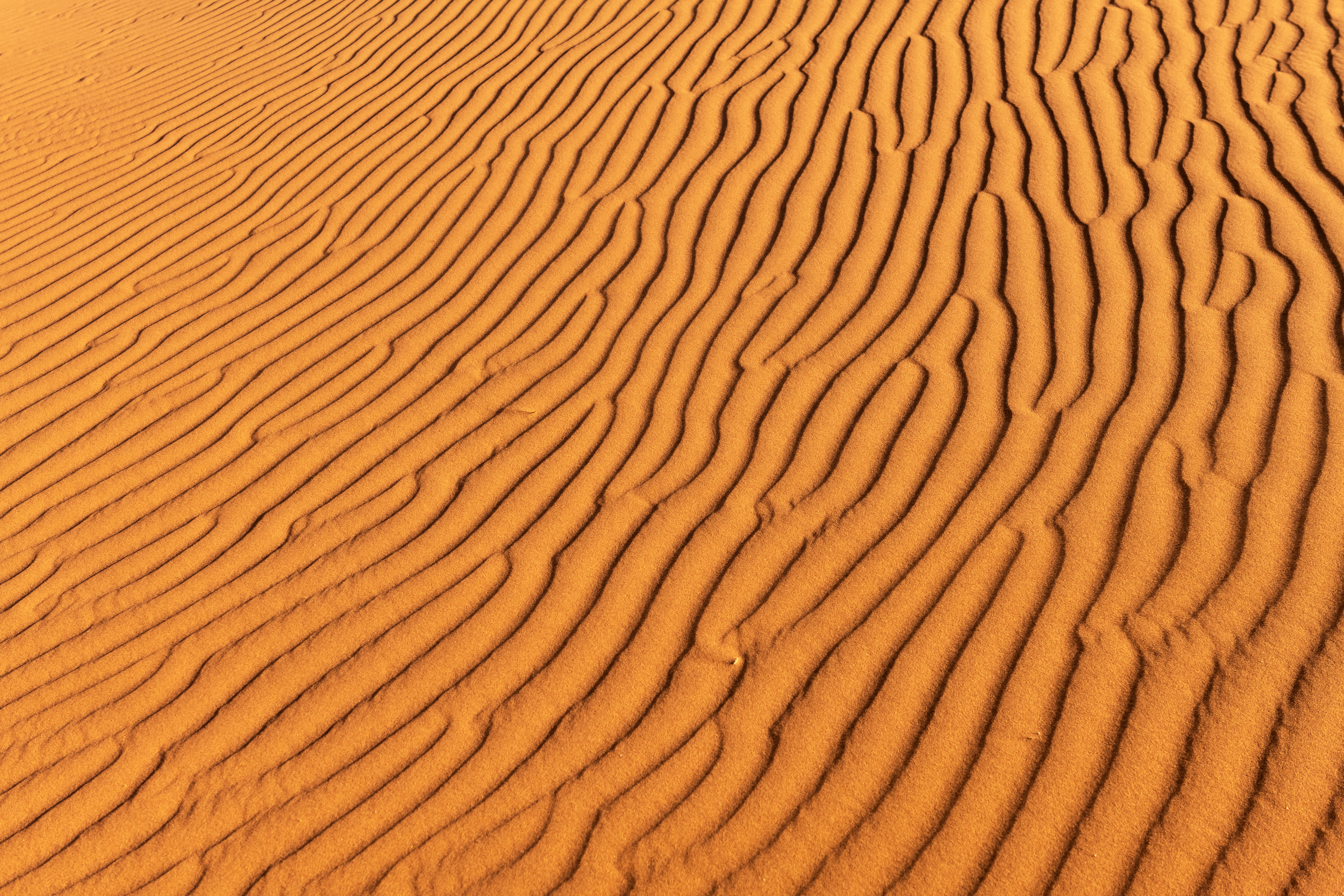 Fill-frame wind-rippled orange desert sand — the drift pattern that returns no matter how often the surface is cleared, a metaphor for master data that decays back after every cleanup.
