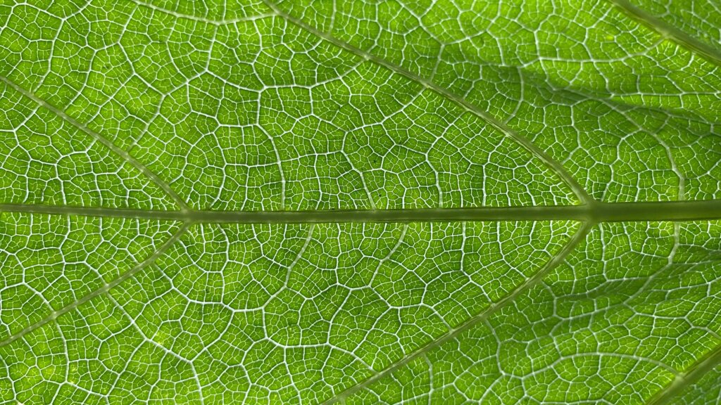A macro of a green leaf's vein network — a central midrib branching into ever-finer veins that reach every cell, a metaphor for asset data where a single correct classification connects the asset to its failure modes and spare parts.
