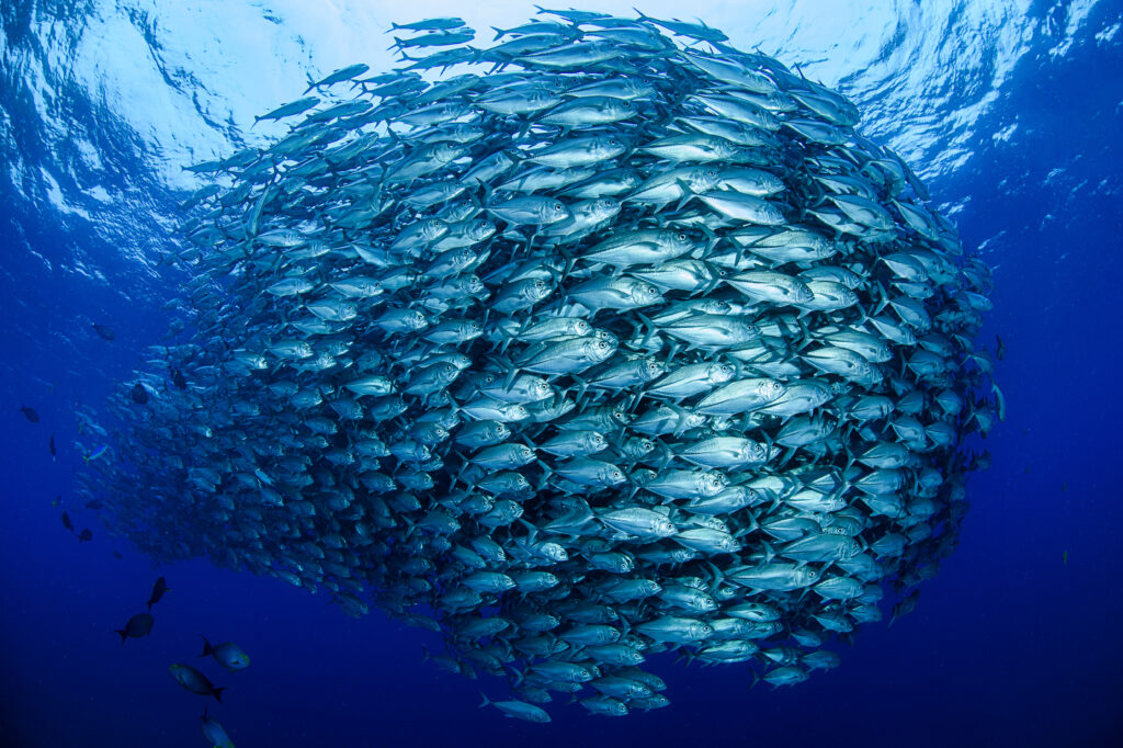 A dense fish bait ball — thousands of individuals resolving into one coherent body underwater, a metaphor for vendor data where every transaction across sites and spellings resolves to one supplier identity.