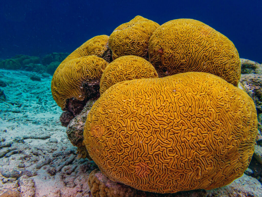 Grooved brain coral — hero image for "The Identity MRO Never Had,"