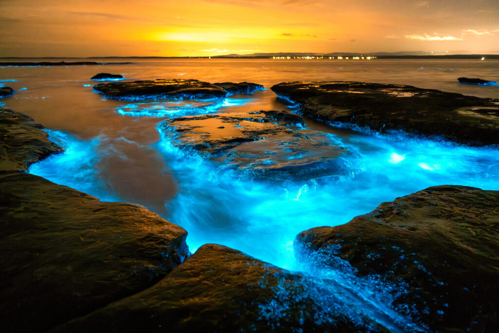 A glowing electric-blue channel of bioluminescent water winding through dark coastal rock platforms at dusk — light produced by what lives in the water, not on its surface