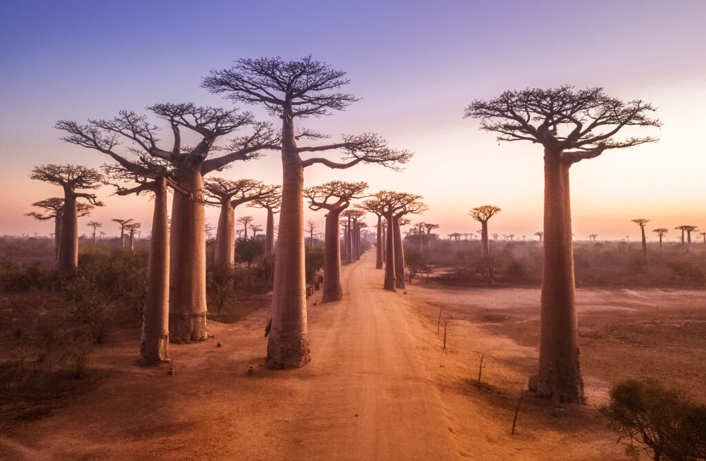 The Avenue of the Baobabs in Madagascar at dusk — thousand-year-old trees lining a dirt road receding to the horizon, a metaphor for a structure that has stood the test of time.